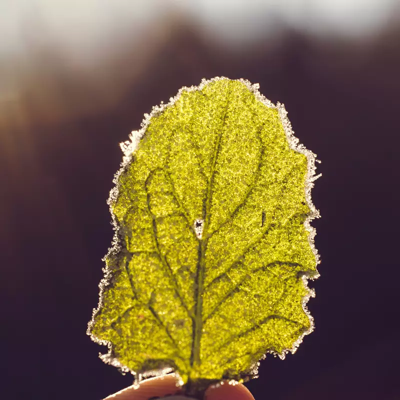 Leaf
